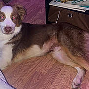 Koda joined the competition — help win amazing prizes! dog, brown, white, fur, lying_down, indoor, wooden_floor, pet, animal, canine, red_eye, flash, relaxed, ears, tail, paw, cute, domestic, companion, household