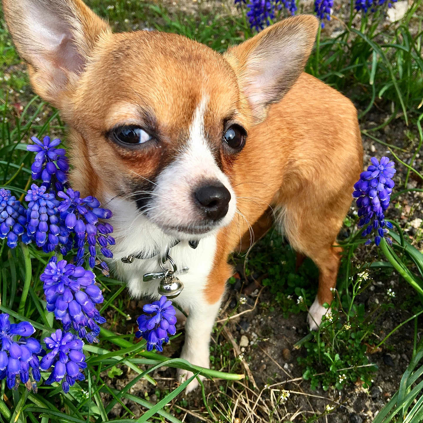 Lady a rejoint le concours — aidez-le/la à gagner de superbes lots ! animal, bell, chihuahua, close_up, collar, cute, dog, ears, flower, fur, garden, grass, greenery, ground, nature, outdoor, pet, plant, purple_flower, small_dog