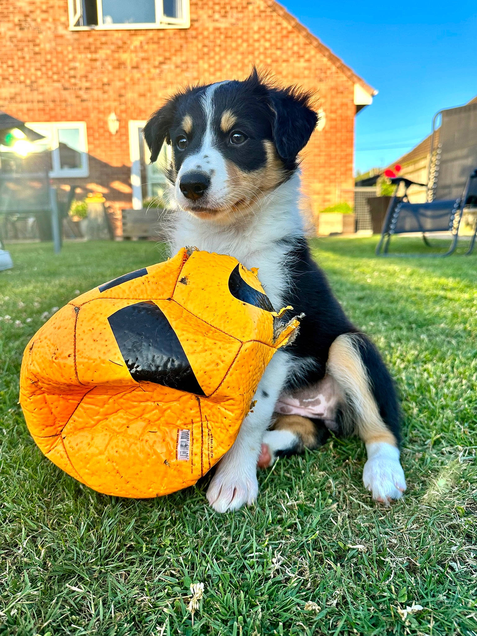 Floss is registered to the contest to win money with this photo: ball, bernese_mountain_dog, canidae, carnivore, companion_dog, dog, dog_breed, dog_supply, football, grass, herding_dog, plant, recreation, sky, snout, soccer_ball, sporting_group, sports_equipment, sports_toy, window