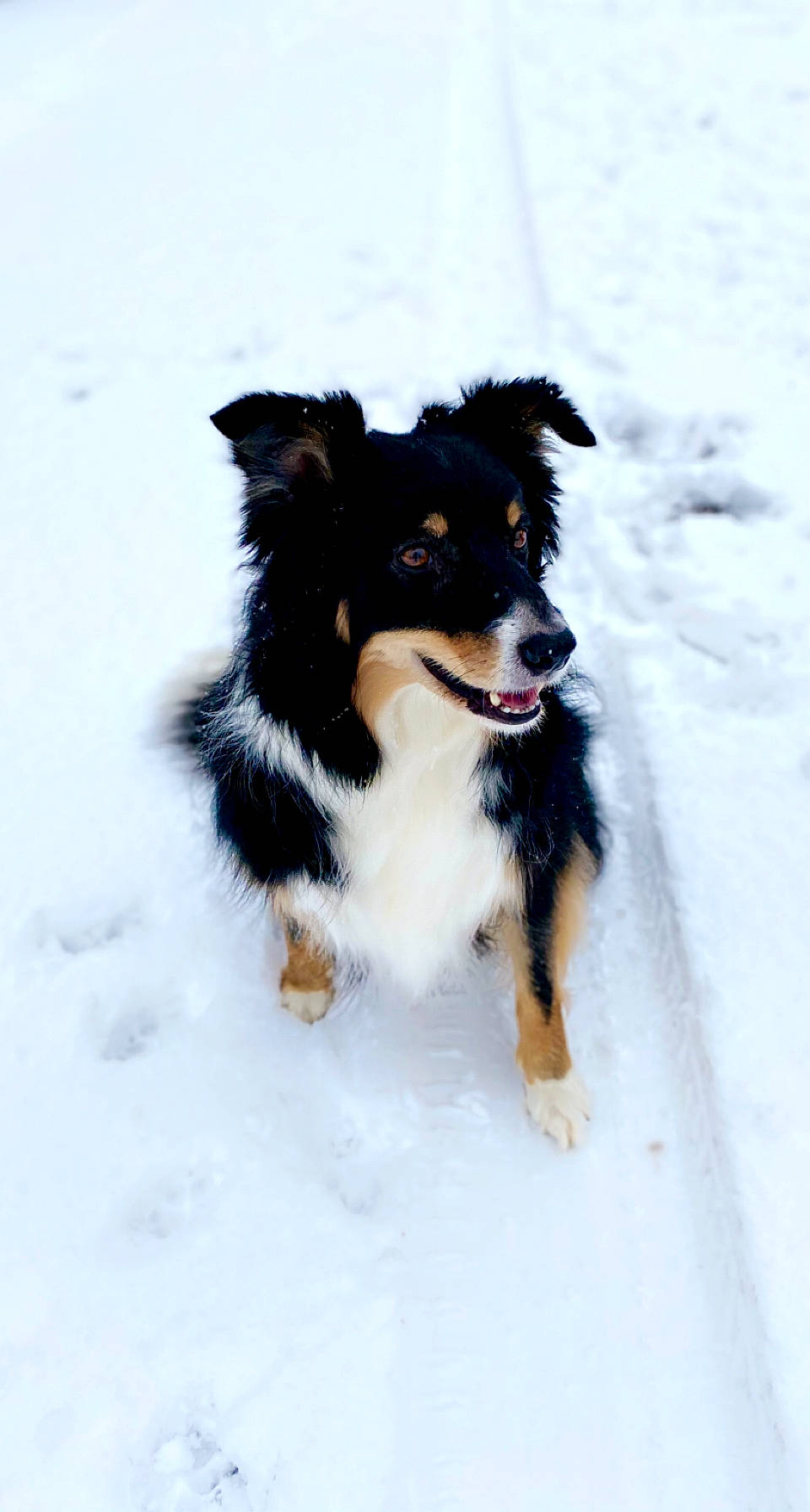 Skye joined the competition — help win amazing prizes! australian_collie, border_collie, canidae, carnivore, companion_dog, dog, dog_breed, dog_supply, electric_blue, fur, herding_dog, recreation, snow, sporting_group, sports, winter, working_animal, working_dog