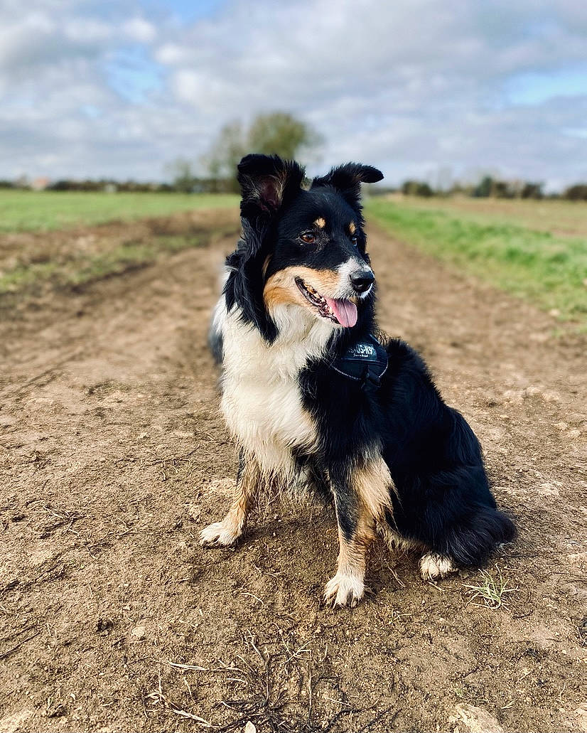Skye joined the competition — help win amazing prizes! border_collie, canidae, carnivore, cloud, companion_dog, dog, dog_breed, grass, happy, herding_dog, plant, recreation, sky, snout, soil, sporting_group, tree, working_dog