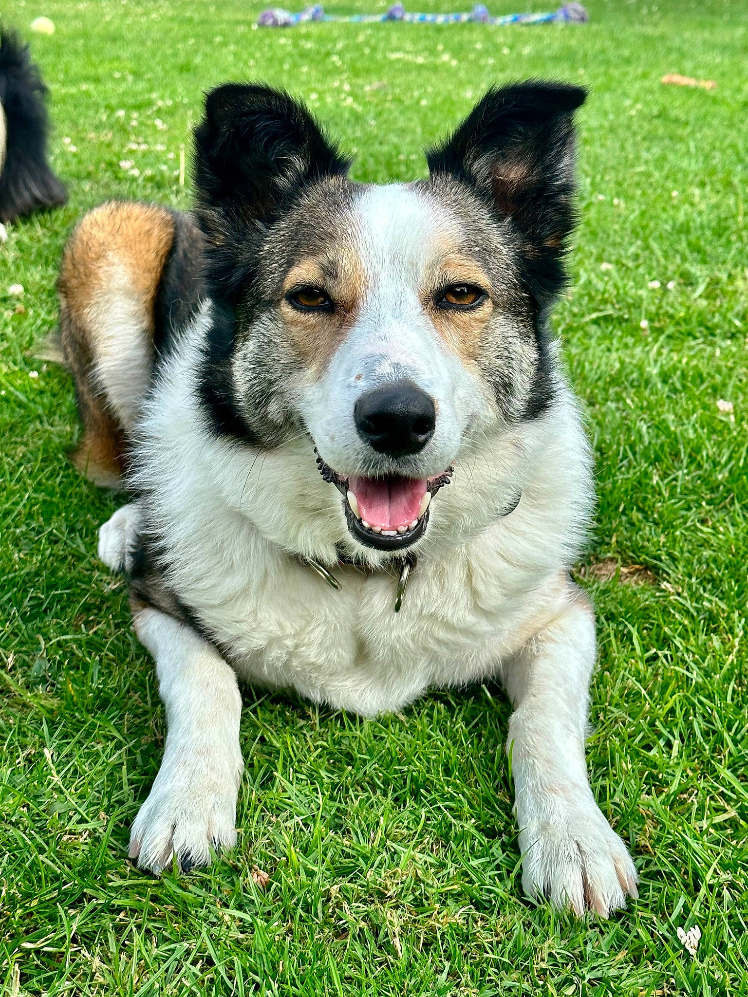 Fern joined the competition — help win amazing prizes! art, carnivore, collar, companion_dog, dog, dog_breed, foot, grass, groundcover, plant, recreation, snout, terrestrial_animal, working_dog