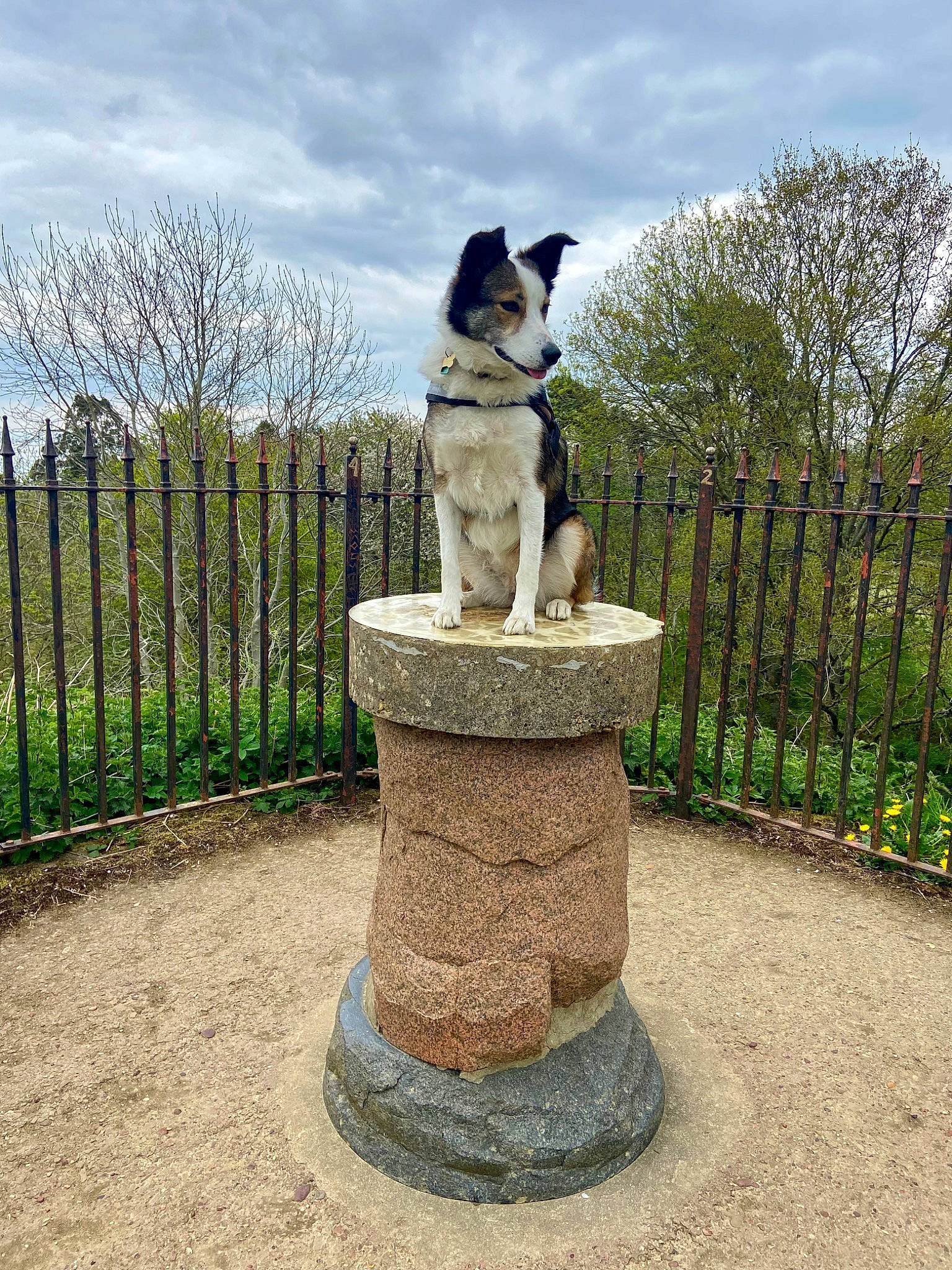 Fern is registered to the contest to win money with this photo: art, carnivore, cloud, companion_dog, dog, fawn, fence, grass, landscape, lawn, lawn_ornament, leisure, monument, pedestal, plant, sculpture, shrub, sky, statue, tree