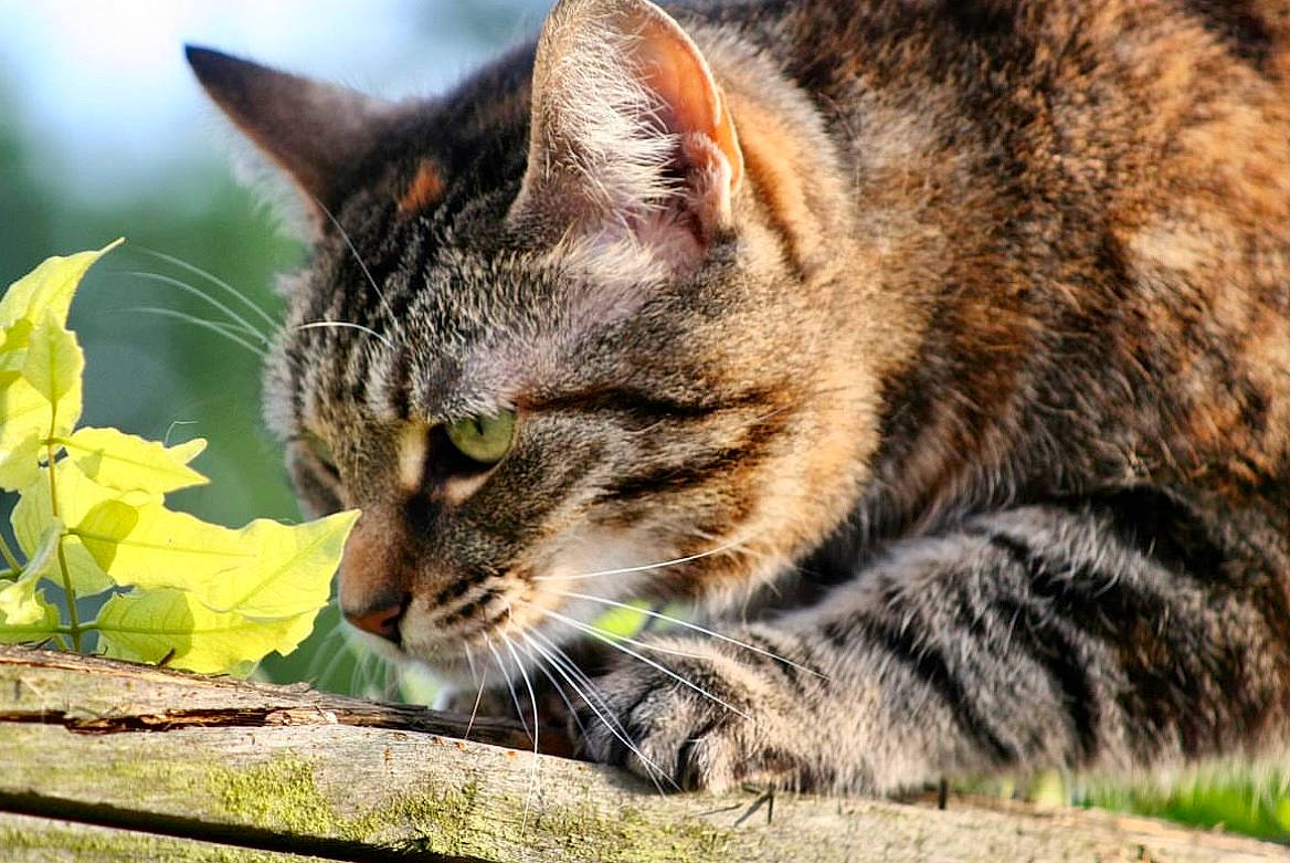 Sloth joined the competition — help win amazing prizes! carnivore, cat, claw, domestic_short_haired_cat, fawn, felidae, flower, fur, grass, paw, plant, sand, sitting, small_to_medium_sized_cats, snout, tail, terrestrial_animal, tree, whiskers, wildlife