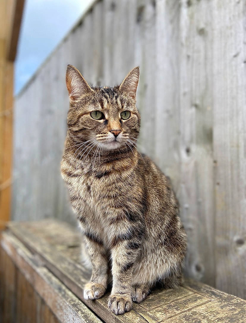 Sloth is registered to the contest to win money with this photo: carnivore, cat, claw, domestic_short_haired_cat, felidae, fur, paw, sitting, small_to_medium_sized_cats, snout, tail, terrestrial_animal, whiskers, wildlife, wood