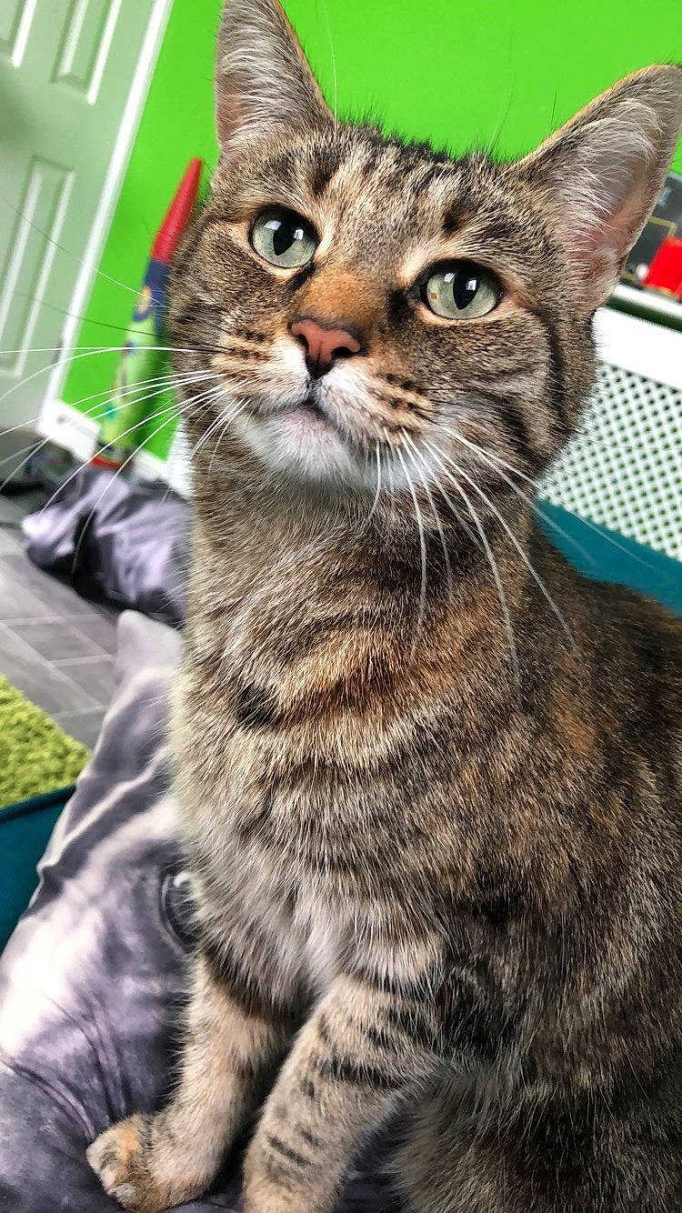 Sloth joined the competition — help win amazing prizes! bag, carnivore, cat, domestic_short_haired_cat, felidae, fur, luggage_and_bags, paw, small_to_medium_sized_cats, snout, terrestrial_animal, whiskers, wildlife