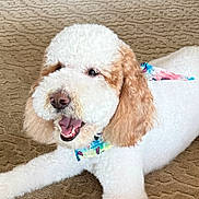 Blue is registered to the contest to win money with this photo: dog, canine, pet, curly_fur, white_fur, tan_fur, bandana, happy, lying_down, indoor, carpet, close_up, animal, mammal, cute, playful, domestic_animal, fur, snout, ears