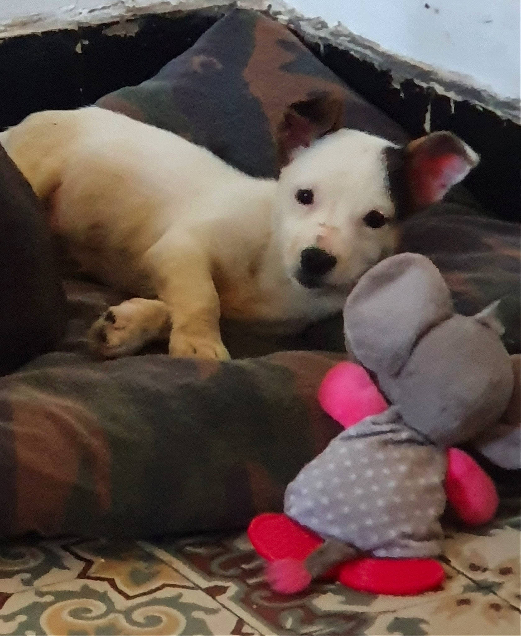 Ranko participe au concours pour gagner de l'argent avec cette photo : canidae, carnivore, cloud, comfort, companion_dog, dog, dog_breed, dog_supply, dog_toy, fawn, flooring, mammal, sky, snout, sporting_group, stuffed_toy, tail, toy, vertebrate, working_animal