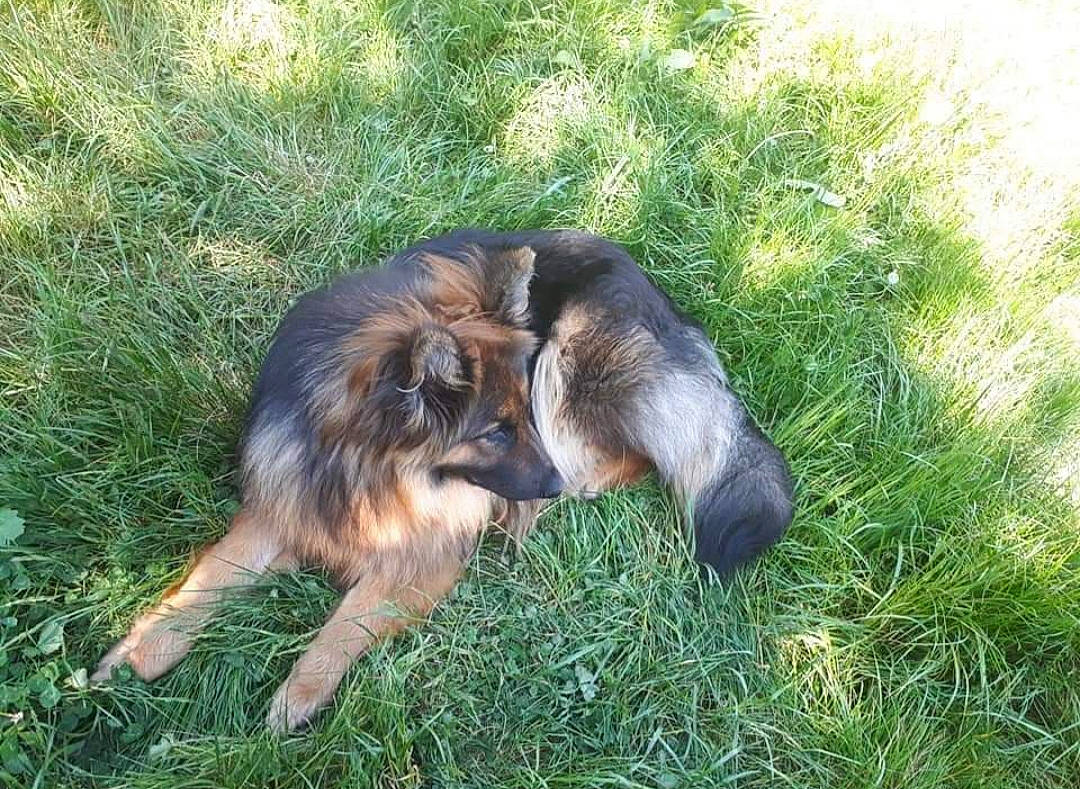 Nalou participe au concours pour gagner de l'argent avec cette photo : canidae, carnivore, companion_dog, dog, dog_breed, event, fawn, fur, grass, grassland, liver, snout, sporting_group, terrestrial_animal, wildlife, working_dog