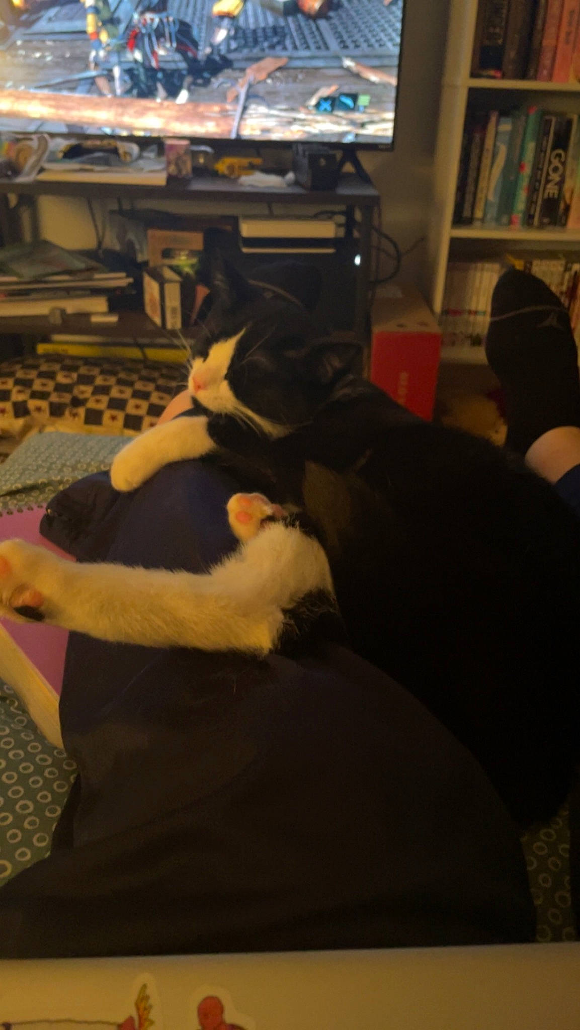 Wonton is registered to the contest to win money with this photo: bookcase, carnivore, comfort, companion_dog, couch, dog_breed, fawn, felidae, floor, flooring, fun, lap, living_room, picture_frame, shelf, small_to_medium_sized_cats, tail, television, whiskers, wood