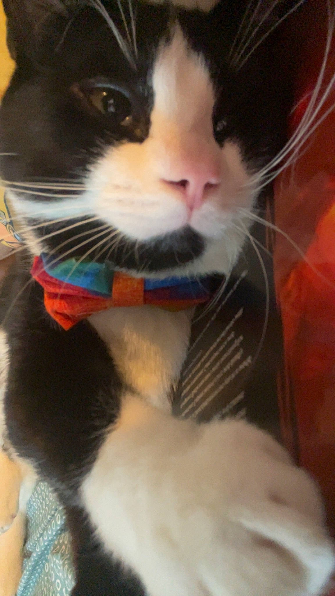 Wonton is registered to the contest to win money with this photo: carnivore, cat, collar, domestic_short_haired_cat, electric_blue, felidae, fur, iris, paw, pet_supply, small_to_medium_sized_cats, snout, tail, toy, whiskers