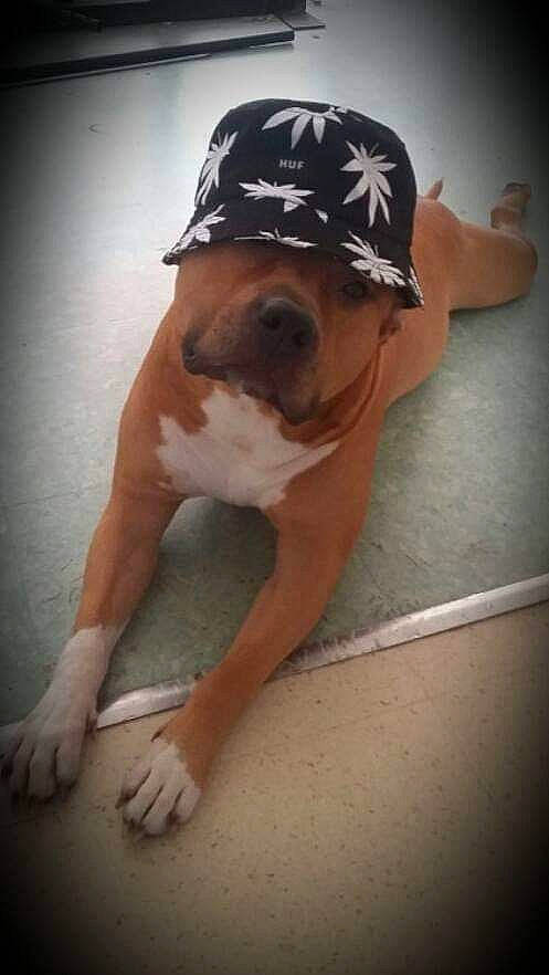 Ice participe au concours pour gagner de l'argent avec cette photo : american_bulldog, american_pit_bull_terrier, american_staffordshire_terrier, bulldog, bullmastiff, canidae, carnivore, dog, dog_breed, fawn, non_sporting_group, old_english_bulldog, olde_english_bulldogge, valley_bulldog