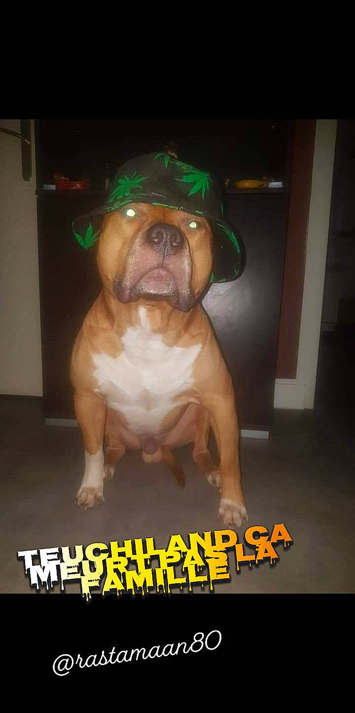 Ice participe au concours pour gagner de l'argent avec cette photo : american_bulldog, american_pit_bull_terrier, bulldog, canidae, carnivore, companion_dog, dog, dog_breed, fawn, mammal, non_sporting_group, old_english_bulldog, olde_english_bulldogge, photo_caption, pit_bull, rare_breed_dog, renascence_bulldogge, snout, toy_bulldog, valley_bulldog