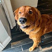 Finnegan is registered to the contest to win money with this photo: animal, canine, close_up, collar, companion, curtain, dog, domestic, ears, floor, fur, golden_retriever, indoor, muzzle, pet, playful, smile, tile, whiskers, winking