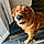 Finnegan