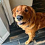 animal, canine, close_up, collar, companion, curtain, dog, domestic, ears, floor, fur, golden_retriever, indoor, muzzle, pet, playful, smile, tile, whiskers, winking