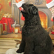 Oslo a rejoint le concours — aidez-le/la à gagner de superbes lots ! black_dog, christmas, cozy, decorations, dog, festive, fireplace, fluffy, gifts, holiday, indoor, looking_up, pet, portrait, rug, seasonal, sitting, stockings, warm_lighting, wood_floor