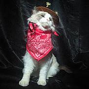 Winston joined the competition — help win amazing prizes! cat, animal, pet, costume, hat, bandana, cowboy, fluffy, white, grey, portrait, studio, black_background, sitting, cute, feline, whiskers, domestic, fur, indoor