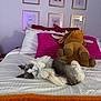 Winston is registered to the contest to win money with this photo: cat, bed, stuffed_animal, pillow, white_bedding, gray_cat, pink_pillow, framed_pictures, wall_art, cozy, indoor, pet, feline, relaxed, lying_down, moose_toy, decor, soft_lighting, comfortable, home
