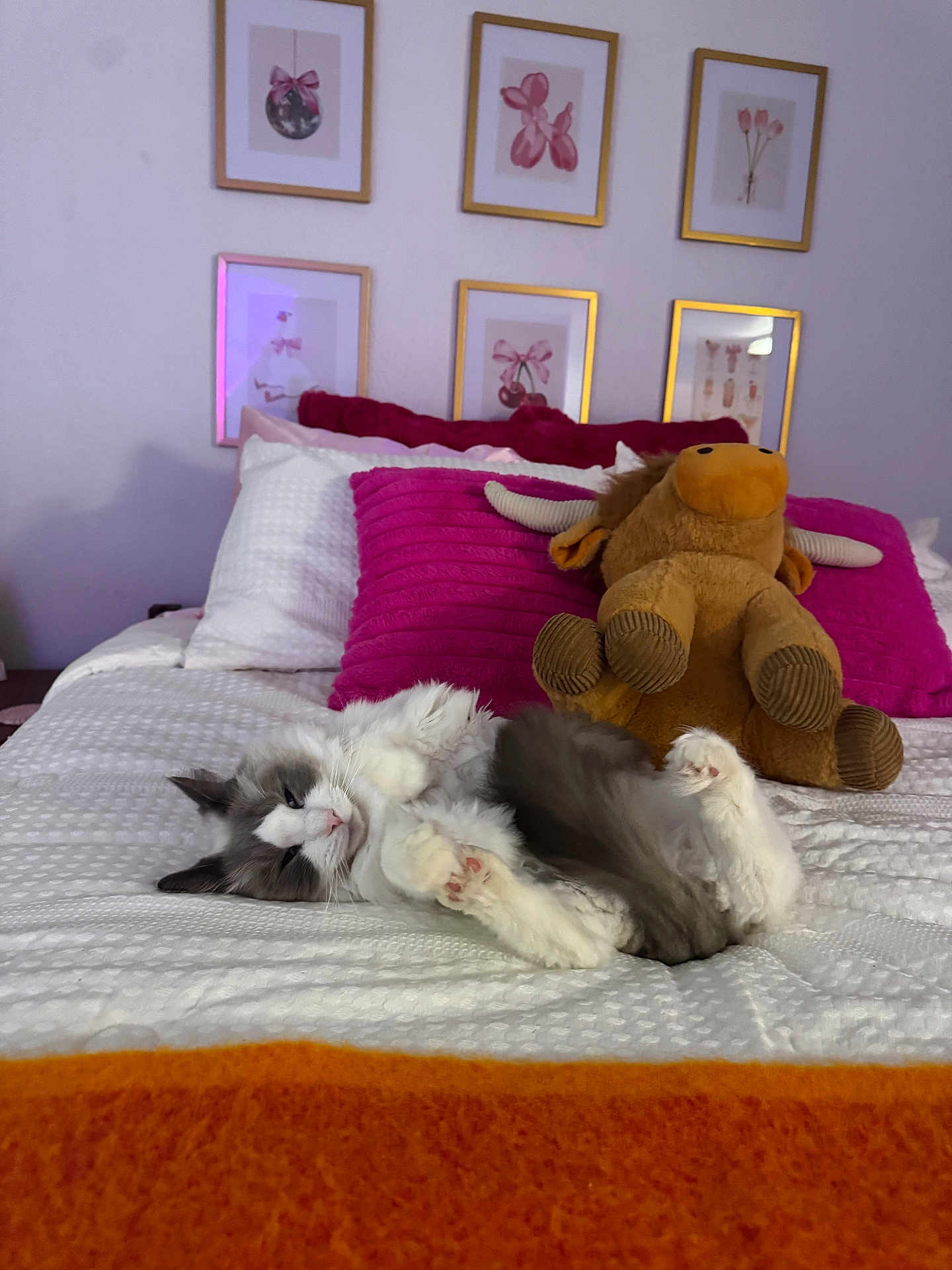 Winston is registered to the contest to win money with this photo: cat, bed, stuffed_animal, pillow, white_bedding, gray_cat, pink_pillow, framed_pictures, wall_art, cozy, indoor, pet, feline, relaxed, lying_down, moose_toy, decor, soft_lighting, comfortable, home