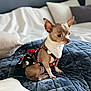 chihuahua, dog, pet, small_dog, dress, clothing, quilted_cushion, bed, pillow, indoor, cute, animal, canine, sitting, fur, ears, expression, resting, domestic, comfortable