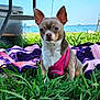 dog, chihuahua, pink_harness, grass, blanket, outdoor, lake, blue_sky, pet, small_dog, canine, nature, summer, sunny_day, animal, sitting, close_up, daytime, recreation, water