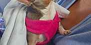 Tonta joined the competition — help win amazing prizes! dog, chihuahua, pet, small_dog, blanket, clothing, pink_sweater, person, indoor, close_up, portrait, cute, animal, furry, ears, looking_away, resting, companionship, domestic, cozy