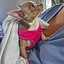 dog, chihuahua, pet, small_dog, blanket, clothing, pink_sweater, person, indoor, close_up, portrait, cute, animal, furry, ears, looking_away, resting, companionship, domestic, cozy