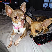 Tonta is registered to the contest to win money with this photo: dog, chihuahua, pet, bed, remote_control, indoor, animal, cute, small_dog, collar, pink_collar, resting, alert, ears, fur, eyes, nose, paws, blanket, television