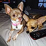 dog, chihuahua, pet, bed, remote_control, indoor, animal, cute, small_dog, collar, pink_collar, resting, alert, ears, fur, eyes, nose, paws, blanket, television