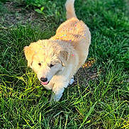 Bear joined the competition — help win amazing prizes! puppy, dog, grass, outdoor, sunlight, confetti, happy, walking, nature, animal, pet, cute, fluffy, young, playful, summer, field, greenery, tongue_out, daylight