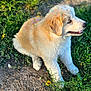 Bear is registered to the contest to win money with this photo: puppy, dog, grass, outdoor, confetti, sunlight, nature, fur, animal, cute, pet, young, playful, happy, flower, greenery, sitting, daylight, adorable, canine