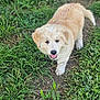 Bear joined the competition — help win amazing prizes! puppy, dog, grass, outdoor, animal, confetti, playful, cute, young, fluffy, nature, walking, pet, canine, summer, greenery, happy, fur, daylight, ground