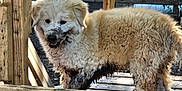 Bear joined the competition — help win amazing prizes! dog, muddy, fluffy, wooden_platform, outdoor, rustic, wooden_railings, pet, animal, playful, dirty, fur, daylight, nature, canine, young_dog, messy, smiling, curious, sunlight