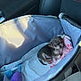 puppy, dog, pet, car_seat, carrier, blanket, toy, small_dog, cute, animal, indoors, fur, leather_seat, seatbelt, resting, looking_up, domestic_animal, companion, young, cozy