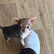 Ayla participe au concours pour gagner de l'argent avec cette photo : puppy, dog, chihuahua, small_dog, pet, indoor, wooden_floor, foot, sock, black_pants, cute, animal, young_dog, looking_up, paw_on_foot, domestic_animal, companion, tiny, curious, friendly