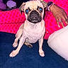 animal, bed, bedroom, black_mask, dog, fawn_coat, flash_photography, heart_pattern, human_hand, indoor, pet, pink_bedding, portrait, pug, ring, short_snout, sitting, wide_eyes, wrinkled_face, wristwatch