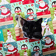 Dice joined the competition — help win amazing prizes! animal, background, black_cat, cat, christmas_wrapping_paper, closeup, curious, cute, face, festive, green_eyes, holiday_theme, indoor, penguin, pet, playful, santa_claus, snowman, torn_paper, whiskers