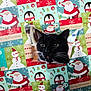animal, background, black_cat, cat, christmas_wrapping_paper, closeup, curious, cute, face, festive, green_eyes, holiday_theme, indoor, penguin, pet, playful, santa_claus, snowman, torn_paper, whiskers