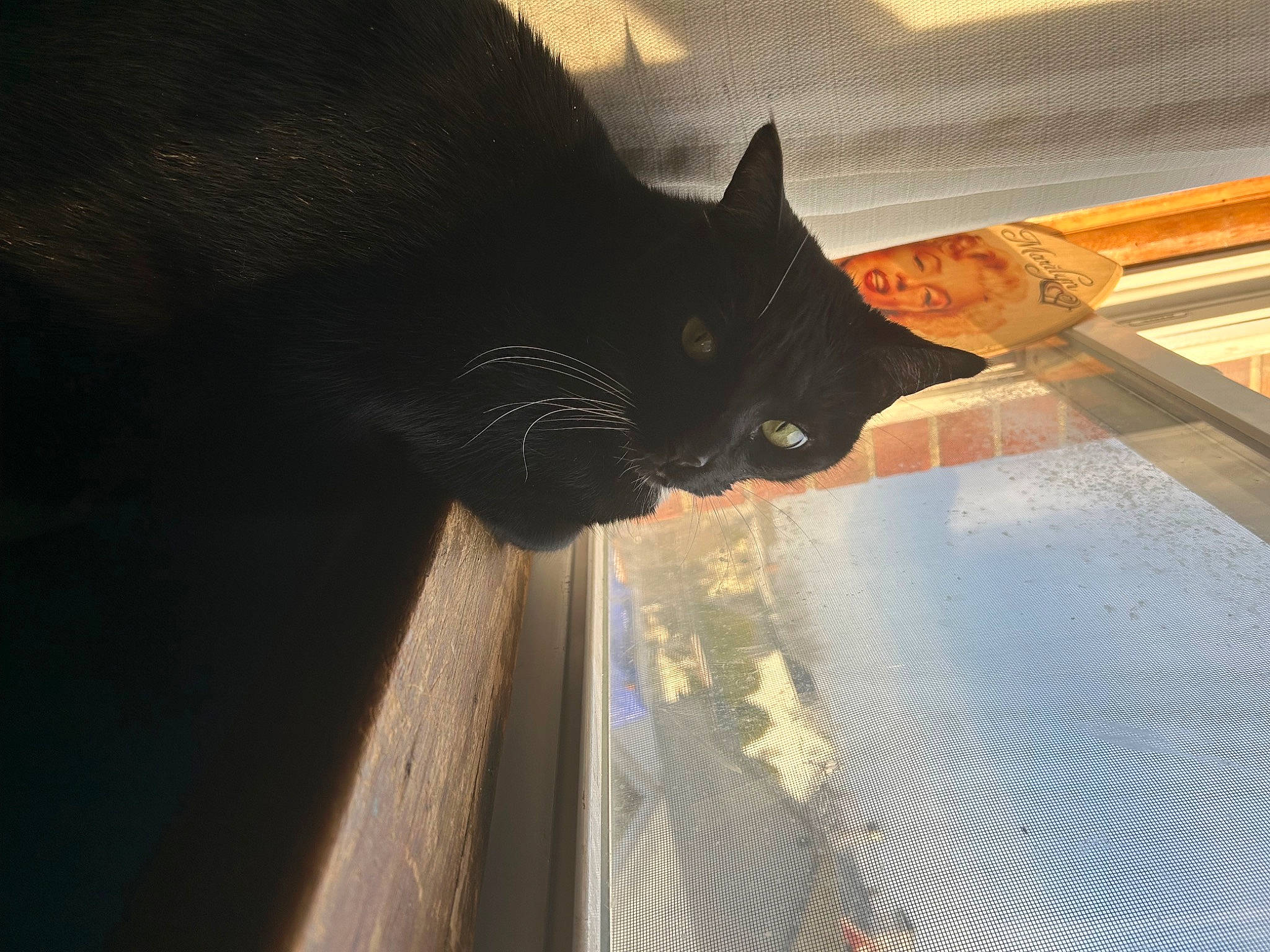 Dice joined the competition — help win amazing prizes! automotive_exterior, automotive_lighting, carnivore, cat, domestic_short_haired_cat, electric_blue, felidae, flooring, fur, hood, shadow, small_to_medium_sized_cats, tail, tints_and_shades, vehicle_door, water, whiskers, window, windshield, wood