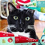 Dice joined the competition — help win amazing prizes! background_blur, black_and_white, cat, christmas_wrapping_paper, close_up, colorful, curious, festive, green_eyes, holiday, indoor, paper, pet, playful, santa_pattern, snowman_pattern, tear, tuxedo_cat, whiskers, wrapped_gift