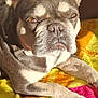 animal, canine, close_up, colorful, dog, ears, expression, face, french_bulldog, fur, indoors, paw, pet, relaxing, resting, snout, sunlight, texture, towel, whiskers