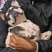 Pookie participe au concours pour gagner de l'argent avec cette photo : clothing, comfort, cozy, cuddly, cute, dog, fur, furry, hand, human, indoor, jacket, pet, pink, puppy, relaxed, resting, sleeping, snuggle, warm