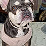 animal, bed, blanket, brown_eyes, collar, cozy, curious, cute, dog, ears, face, french_bulldog, fur, home, indoor, living_room, looking_up, pet, sweater, television