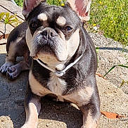 Pookie participe au concours pour gagner de l'argent avec cette photo : dog, french_bulldog, outdoor, sunlight, stone, greenery, wildflowers, pet, animal, ears, collar, canine, mammal, portrait, daylight, nature, closeup, paw, sitting, curious