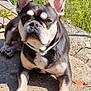 dog, french_bulldog, outdoor, sunlight, stone, greenery, wildflowers, pet, animal, ears, collar, canine, mammal, portrait, daylight, nature, closeup, paw, sitting, curious