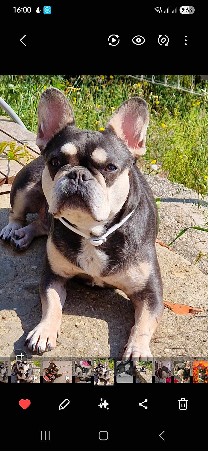 Pookie participe au concours pour gagner de l'argent avec cette photo : dog, french_bulldog, outdoor, sunlight, stone, greenery, wildflowers, pet, animal, ears, collar, canine, mammal, portrait, daylight, nature, closeup, paw, sitting, curious