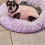 Pookie participe au concours pour gagner de l'argent avec cette photo : animal, cozy, cute, dog, ears, floor, french_bulldog, fur, indoor, lavender, looking, pet, pink, purple_bed, relaxed, resting, small_dog, snout, sweater, tile