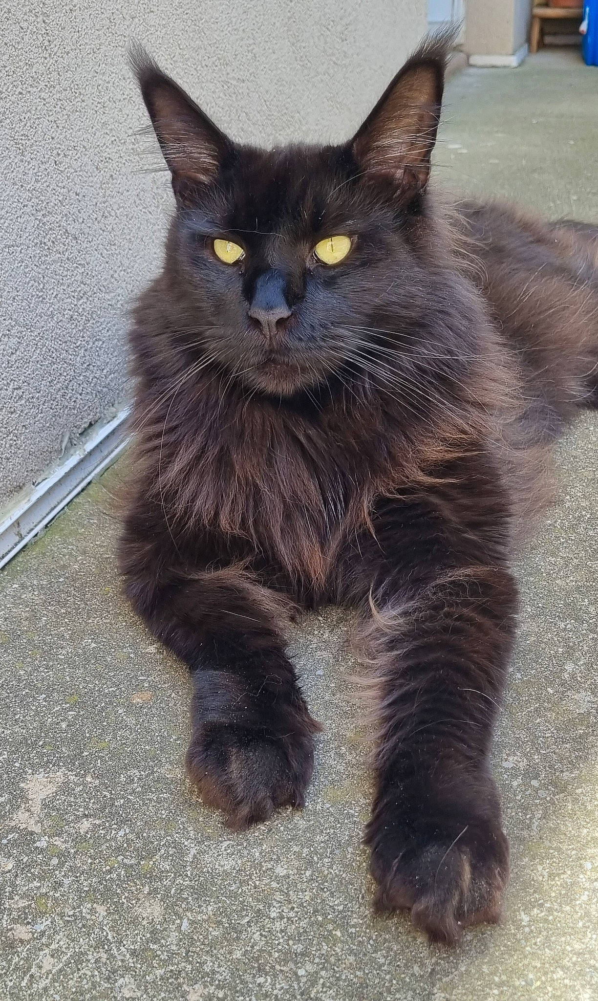 Pixel a rejoint le concours — aidez-le/la à gagner de superbes lots ! black_cat, bombay, carnivore, cat, claw, domestic_short_haired_cat, eye, felidae, fur, grey, paw, sitting, small_to_medium_sized_cats, snout, tail, terrestrial_animal, whiskers, window