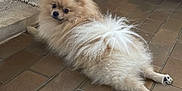 Sushi a rejoint le concours — aidez-le/la à gagner de superbes lots ! animal, companion, curious, cute, dog, domestic, floor, fluffy, fur, indoor, legs_stretched, looking_back, lying_down, pet, pomeranian, relaxed, small_dog, tile_floor, wall, wooden_furniture
